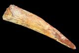 Pterosaur (Siroccopteryx) Tooth - Morocco #107951-1